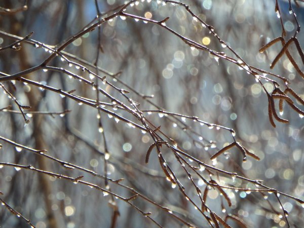 весенние дожди