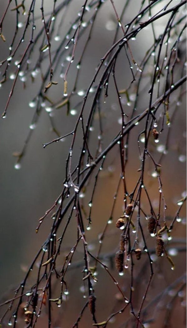 дождливая осень