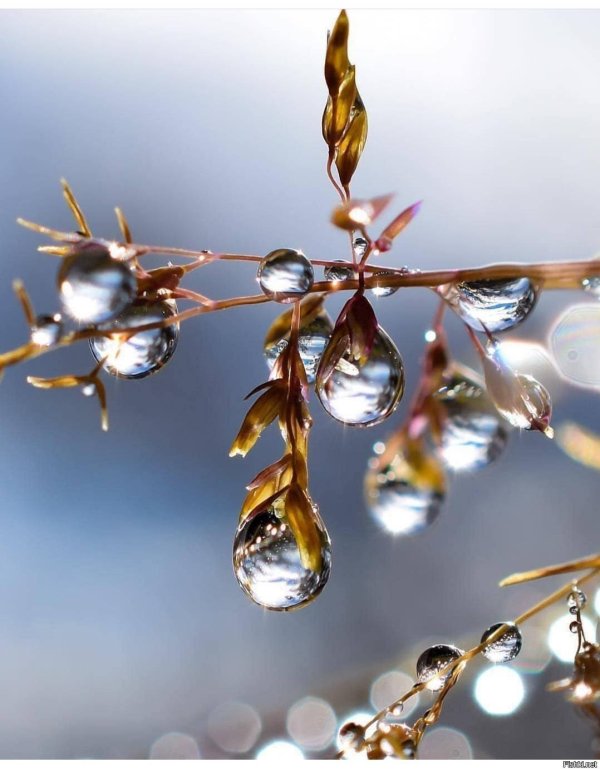 веточки с капельками