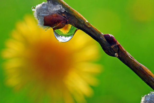 весна макро