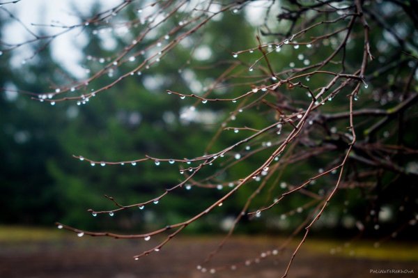 весенние дожди