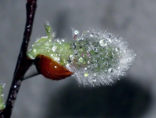 почки вербы