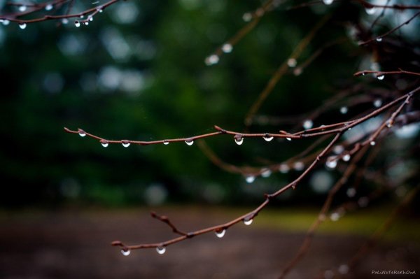 дерево ветка