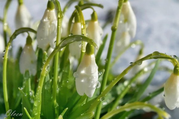 подснежник белый