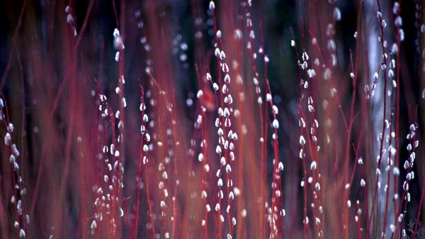 красная верба