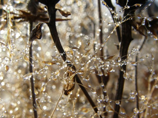 winter sunlight macro photo