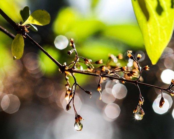 дерево ветка