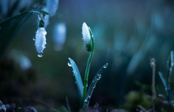 подснежники капельки