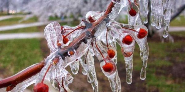 ледяная вишня
