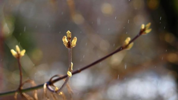 распускаются почки