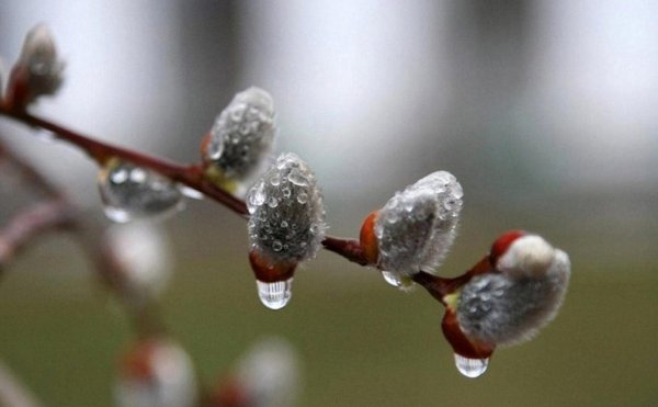 верба цветет