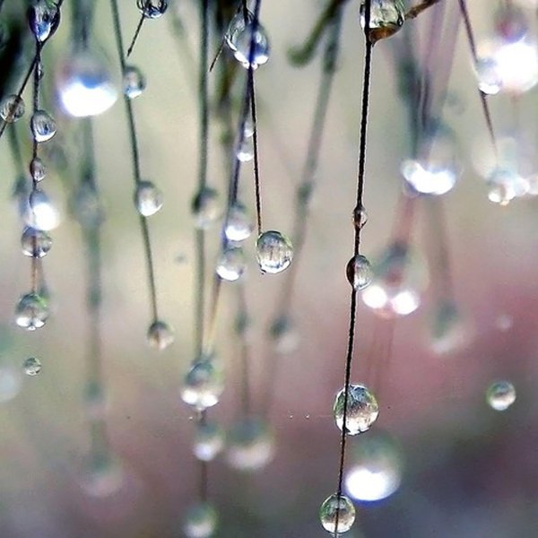 макросъемка природа