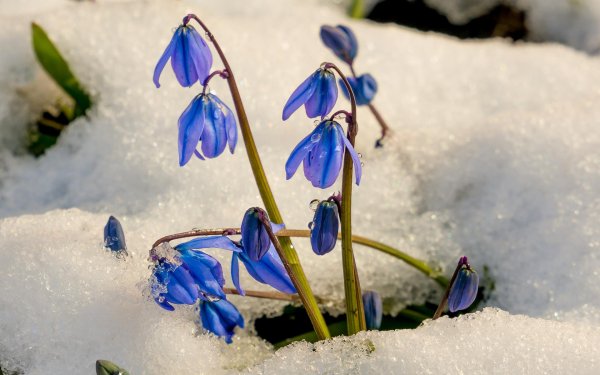 подснежники синие