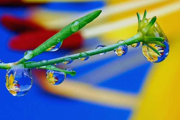 цветок в росе