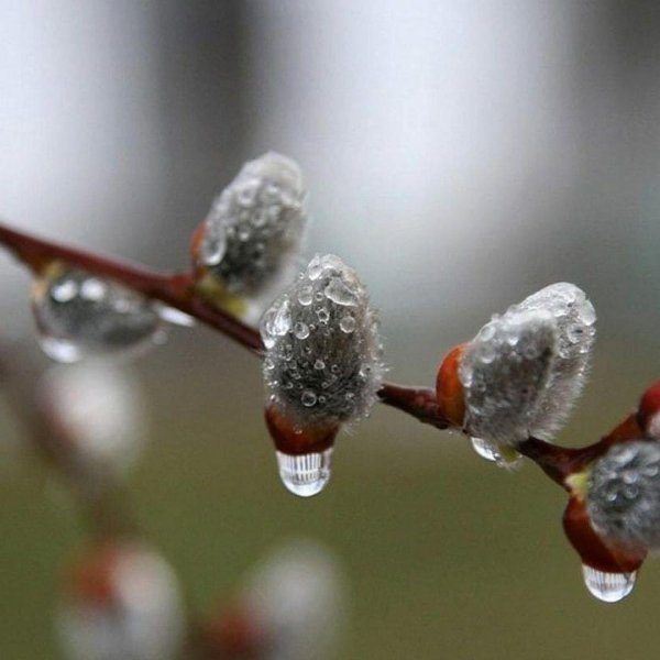 почки вербы