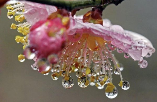 макро цветы