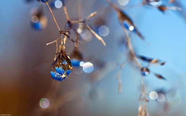 капелька росы