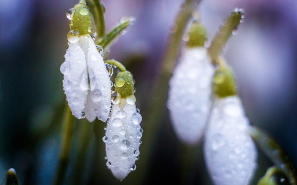 первоцветы подснежники