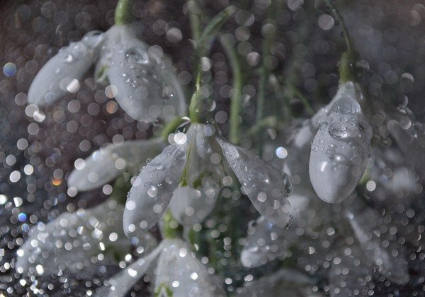 красивые подснежники