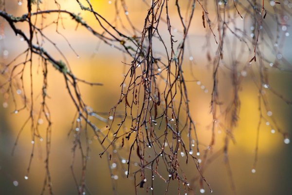 дождь осенний