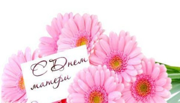 розовая гербера