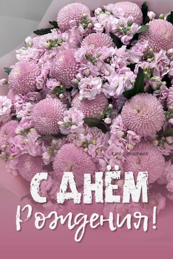 хризантемы момоко