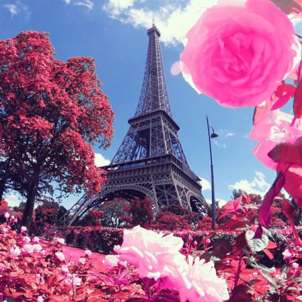 роза эйфель тауэр