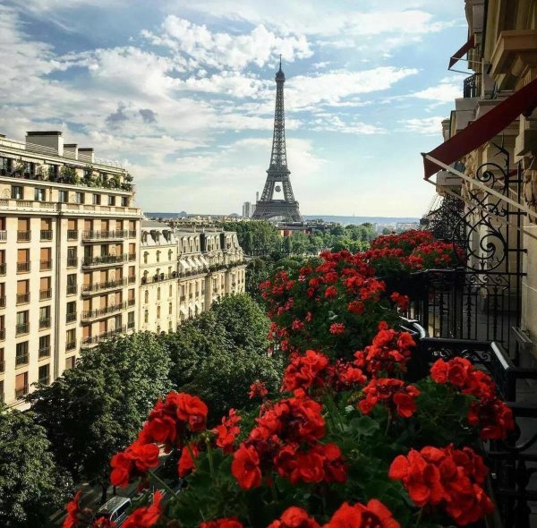 роза эйфель тауэр