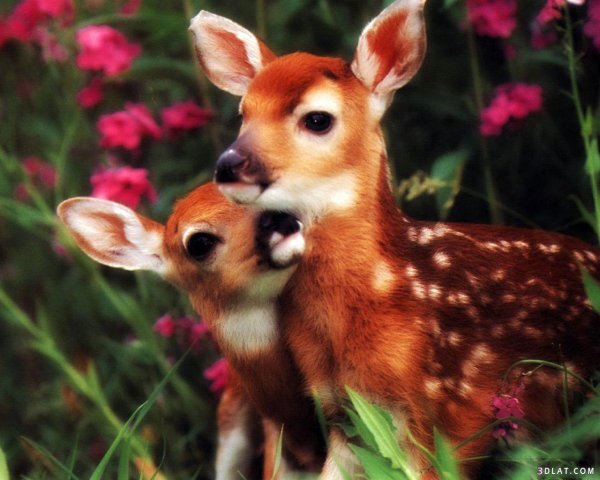 разные животные