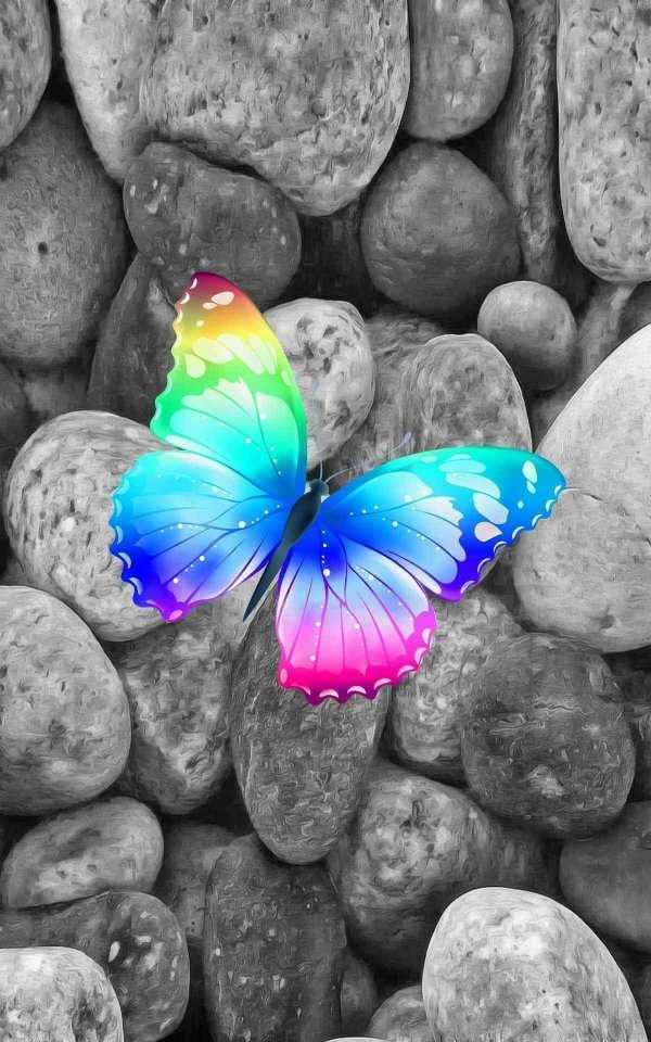 радужные бабочки