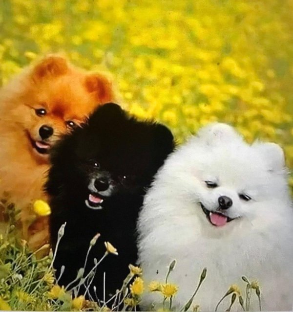 шпиц померанский