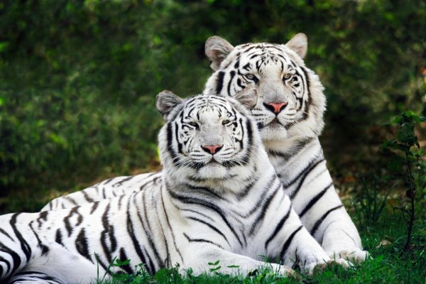 white tiger