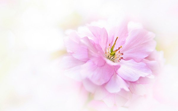 цветок нежный