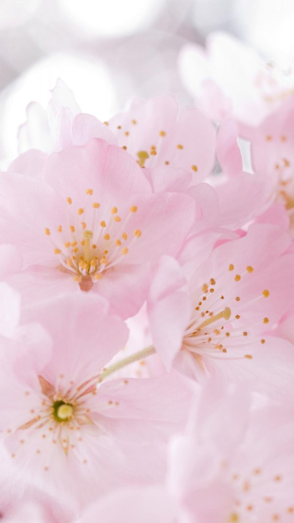 обои на рабочий стол сакура