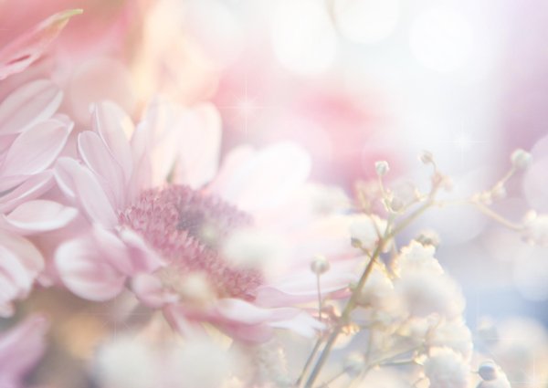 цветочные фоны