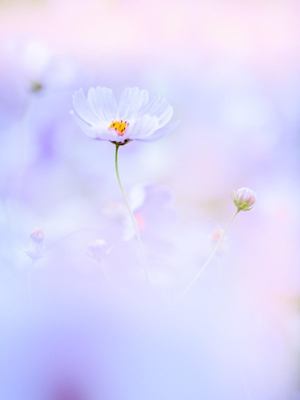 цветок нежный