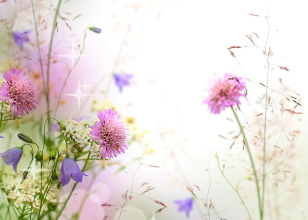 полевой цветок