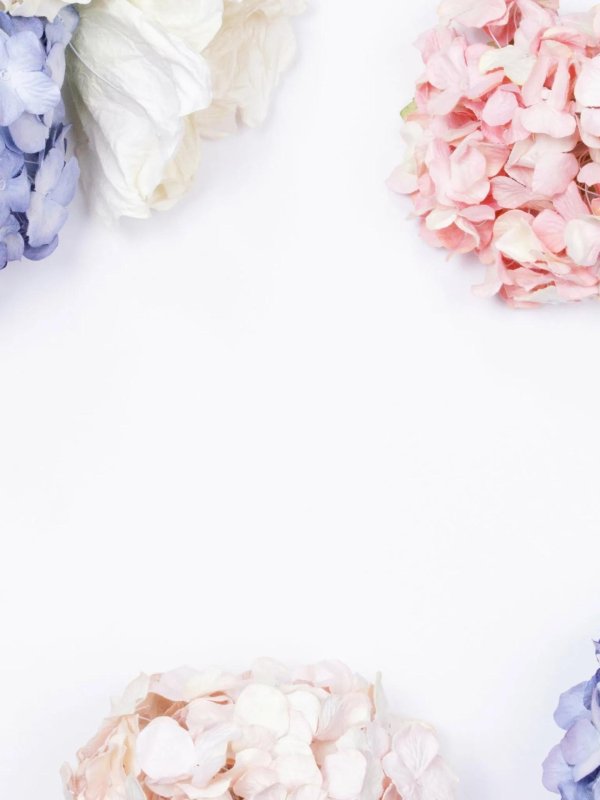 розовая гортензия