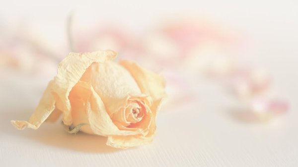 бежевые цветы