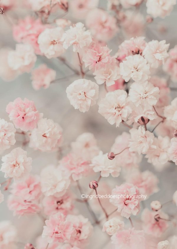 гипсофила pink