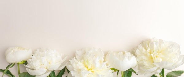 белые пионы