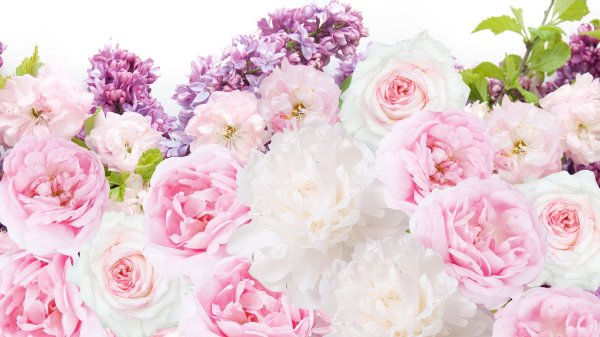 роза вайт пион