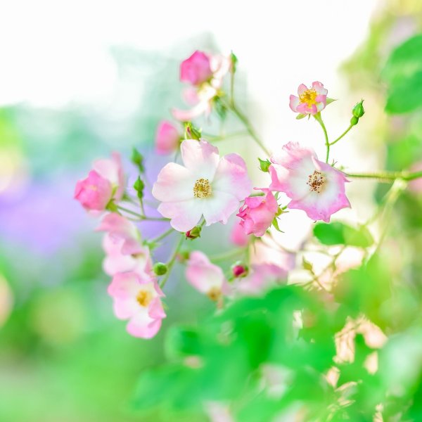 розовое лето