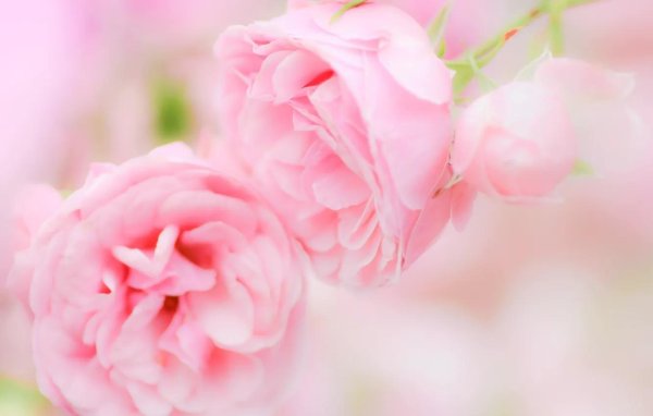 нежно розовая роза