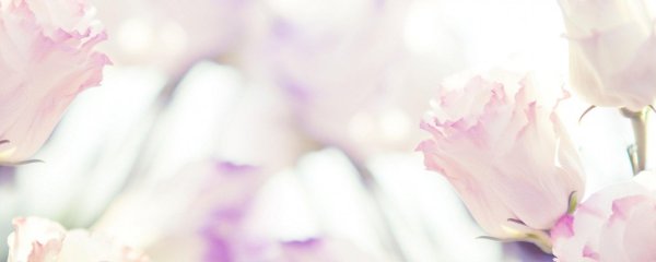 нежные цветы на белом фоне