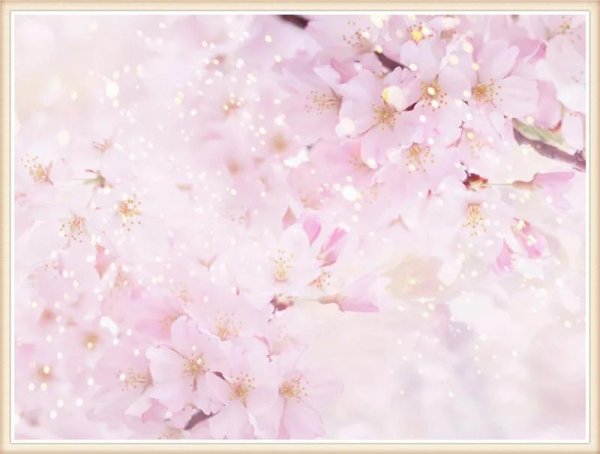 цветочные фоны