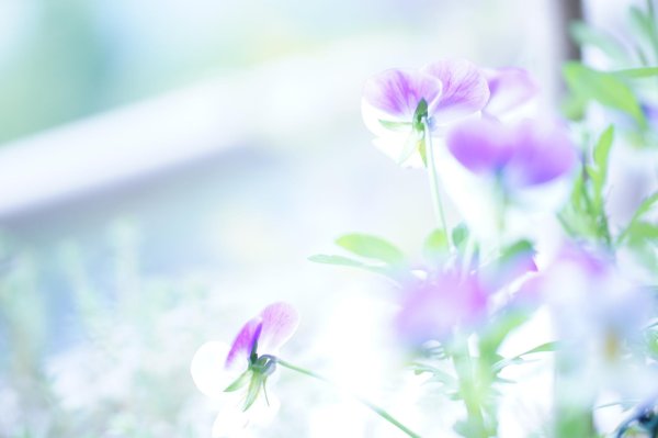 цветок фиалка