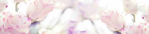 белые нежные цветы