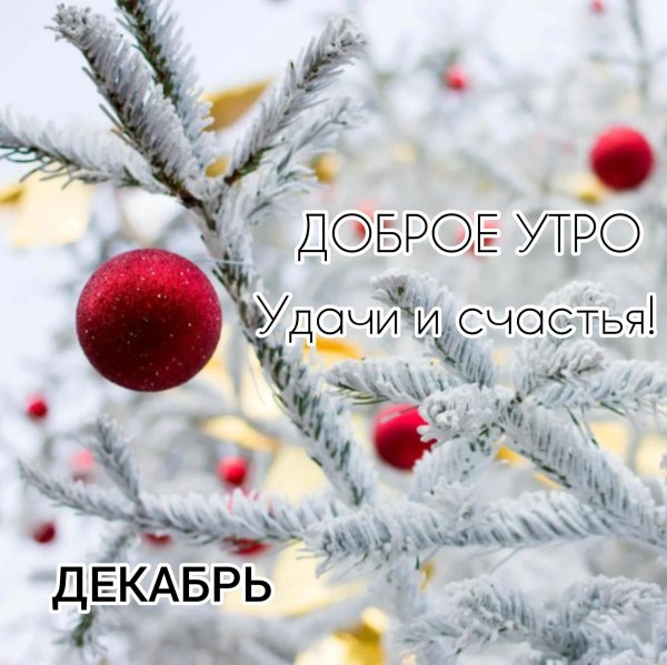 новогодняя природа