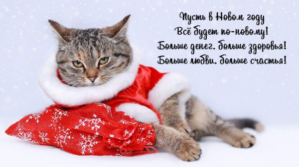 новогодние поздравления год кота